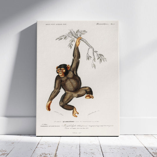 Chimpangze (Troglodyte Chimpanze) - Charles Dessalines D'Orbigny - Framed Canvas Wall Art Print - House Prints