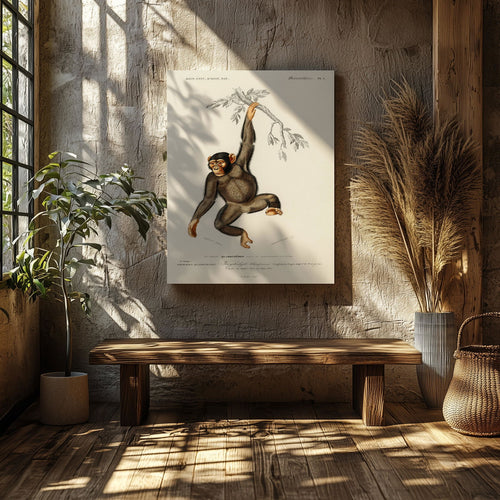 Chimpangze (Troglodyte Chimpanze) - Charles Dessalines D'Orbigny - Framed Canvas Wall Art Print | House Prints