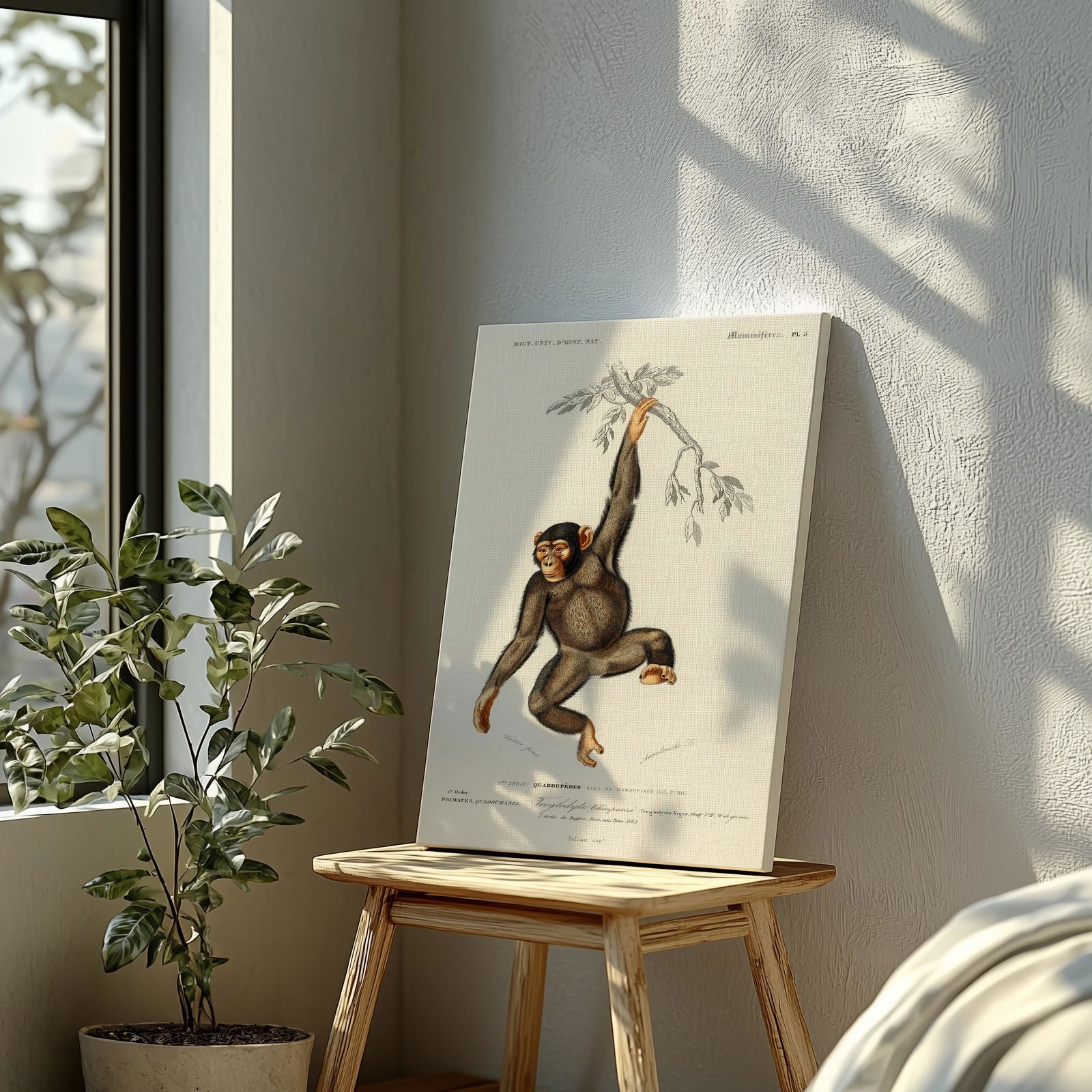 Chimpangze (Troglodyte Chimpanze) - Charles Dessalines D'Orbigny - Framed Canvas Wall Art Print - House Prints