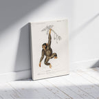 Chimpangze (Troglodyte Chimpanze) - Charles Dessalines D'Orbigny - Framed Canvas Wall Art Print | House Prints