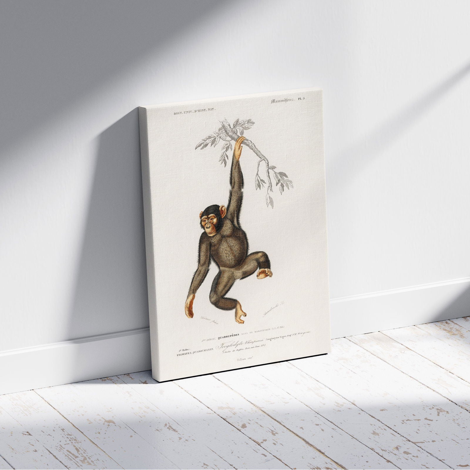 Chimpangze (Troglodyte Chimpanze) - Charles Dessalines D'Orbigny - Framed Canvas Wall Art Print - House Prints