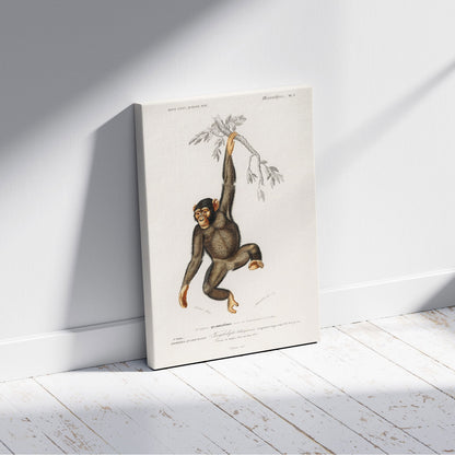 Chimpangze (Troglodyte Chimpanze) - Charles Dessalines D'Orbigny - Framed Canvas Wall Art Print - House Prints
