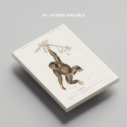 Chimpangze (Troglodyte Chimpanze) - Charles Dessalines D'Orbigny - Framed Canvas Wall Art Print - House Prints