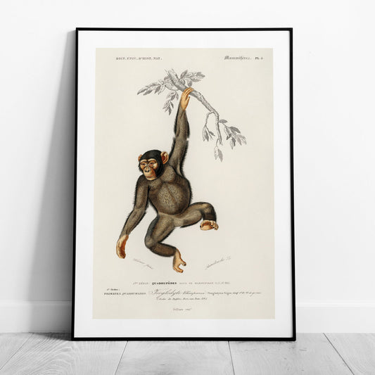 Chimpangze (Troglodyte Chimpanze) - Charles Dessalines D'Orbigny - Rolled Poster Wall Art Print - House Prints