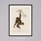 Chimpangze (Troglodyte Chimpanze) - Charles Dessalines D'Orbigny - Rolled Poster Wall Art Print | House Prints