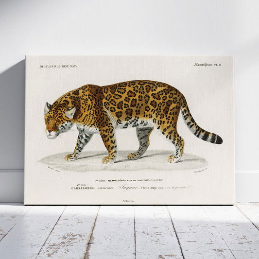 Jaguar (Panthera Onca) - Charles Dessalines D'Orbigny - Framed Canvas Wall Art Print - House Prints