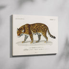 Jaguar (Panthera Onca) - Charles Dessalines D'Orbigny - Framed Canvas Wall Art Print | House Prints