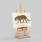 Jaguar (Panthera Onca) - Charles Dessalines D'Orbigny - Framed Canvas Wall Art Print | House Prints