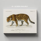 Jaguar (Panthera Onca) - Charles Dessalines D'Orbigny - Framed Canvas Wall Art Print | House Prints