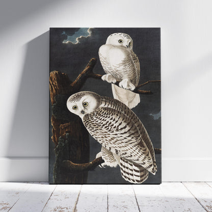 Snowy Owl from Birds of America - John James Audubon - Framed Canvas Wall Art Print - House Prints