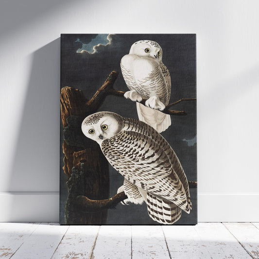 Snowy Owl from Birds of America - John James Audubon - Framed Canvas Wall Art Print - House Prints