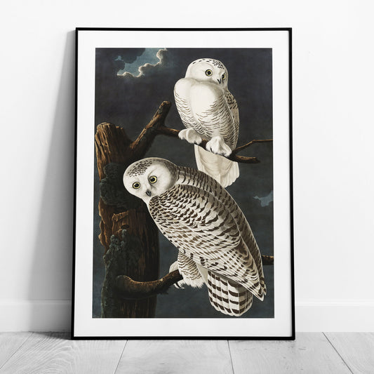 Snowy Owl from Birds of America - John James Audubon - Rolled Poster Wall Art Print - House Prints