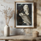 Snowy Owl from Birds of America - John James Audubon - Rolled Poster Wall Art Print | House Prints