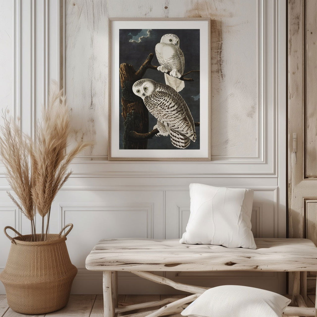 Snowy Owl from Birds of America - John James Audubon - Rolled Poster Wall Art Print | House Prints