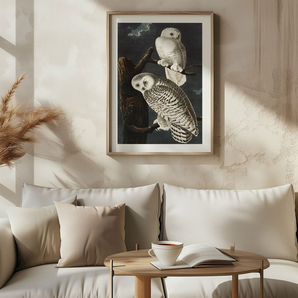 Snowy Owl from Birds of America - John James Audubon - Rolled Poster Wall Art Print | House Prints
