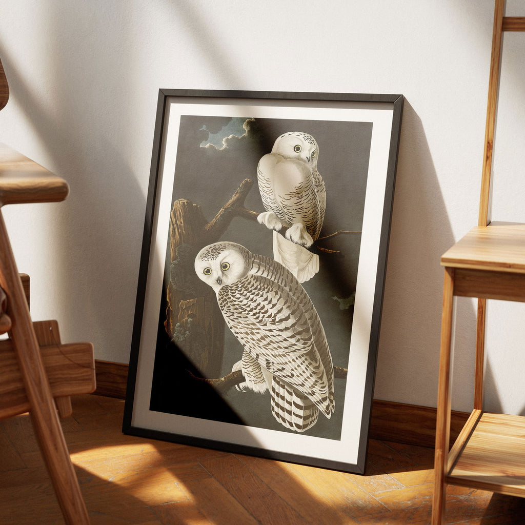 Snowy Owl from Birds of America - John James Audubon - Rolled Poster Wall Art Print | House Prints