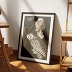 Snowy Owl from Birds of America - John James Audubon - Rolled Poster Wall Art Print | House Prints