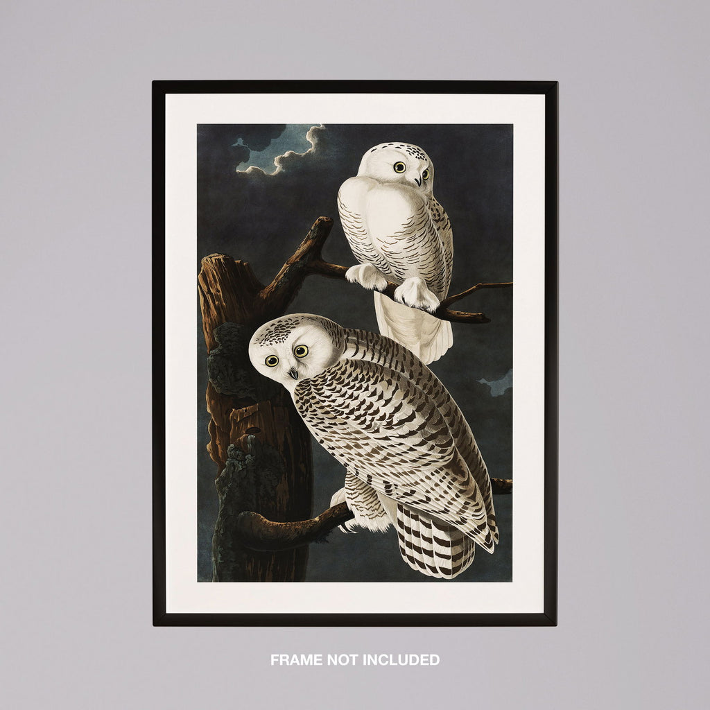 Snowy Owl from Birds of America - John James Audubon - Rolled Poster Wall Art Print | House Prints