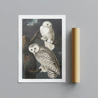 Snowy Owl from Birds of America - John James Audubon - Rolled Poster Wall Art Print | House Prints