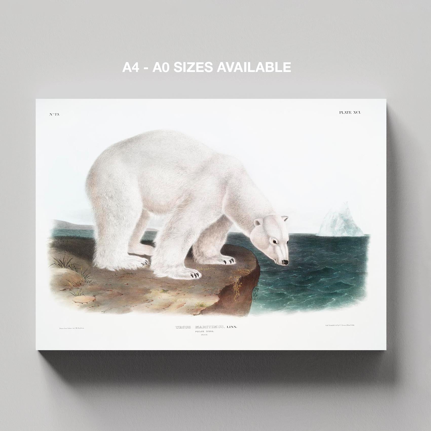 Polar Bear - John James Audubon - Framed Canvas Wall Art Print - House Prints