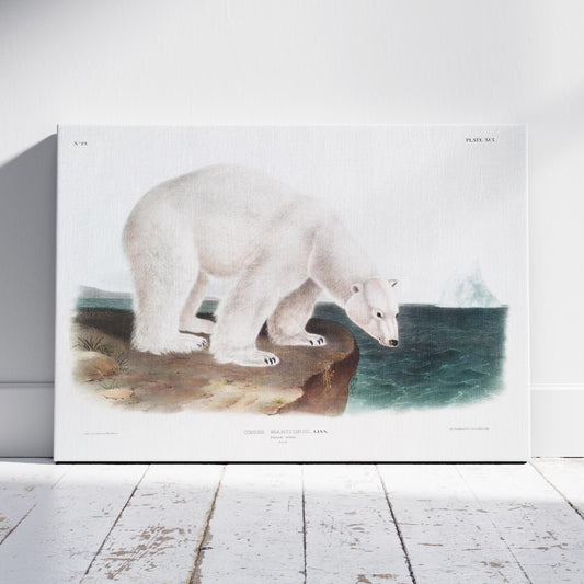 Polar Bear - John James Audubon - Framed Canvas Wall Art Print - House Prints