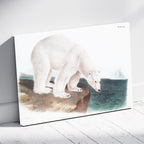 Polar Bear - John James Audubon - Framed Canvas Wall Art Print | House Prints